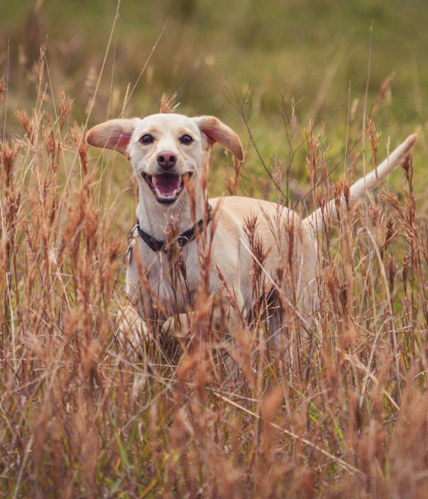 HTH - Dog Friendly Stays (1)