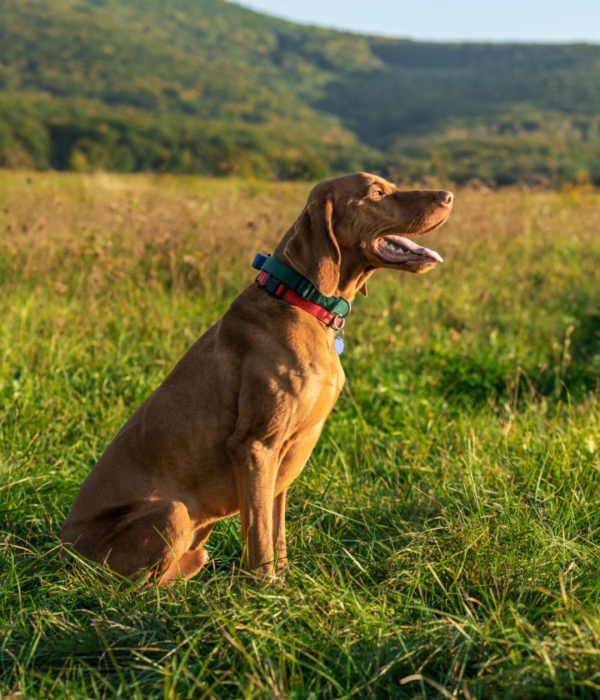 HTH - Dog Friendly Stays